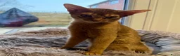 Abyssinian cats for sale: 2 Abyssinian Tica kittens girls  - Advert 16