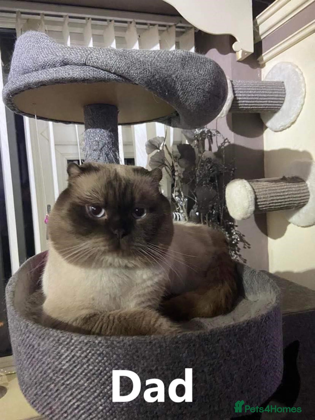Scottish Fold cats for sale: 5 Full Pedigree Scottish Fold/Straight Kitens - Image 10