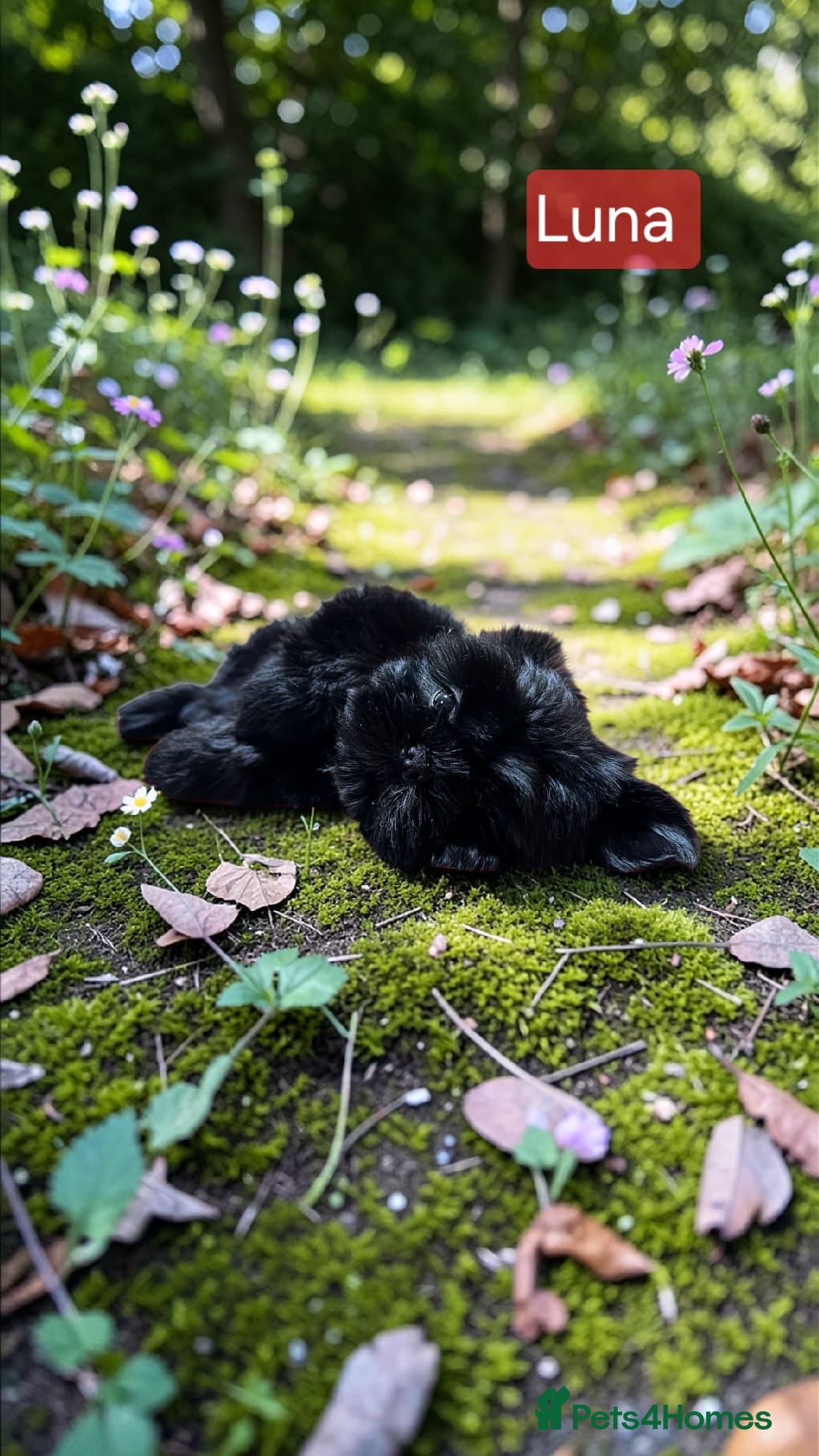 Shih Tzu dogs  💞 QUALITY STANDARD SHIH TZU 💕 - Advert 3