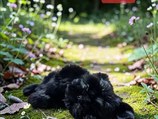 Shih Tzu dogs 💞 QUALITY STANDARD SHIH TZU 💕 - Advert 2