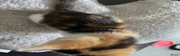 Mixed Breed cats for sale: 6 Adorable Tortie Mixed breed Kittens - Advert 3