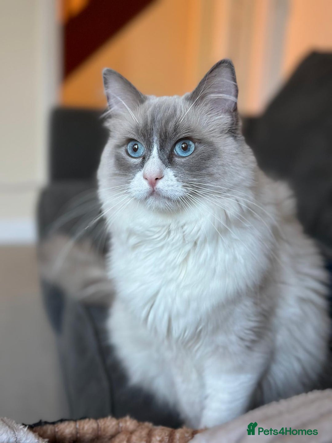 Ragdoll cats for sale: 📍1 FEMALE LEFT!🍼GCCF REGISTERED🐾 - Advert 20