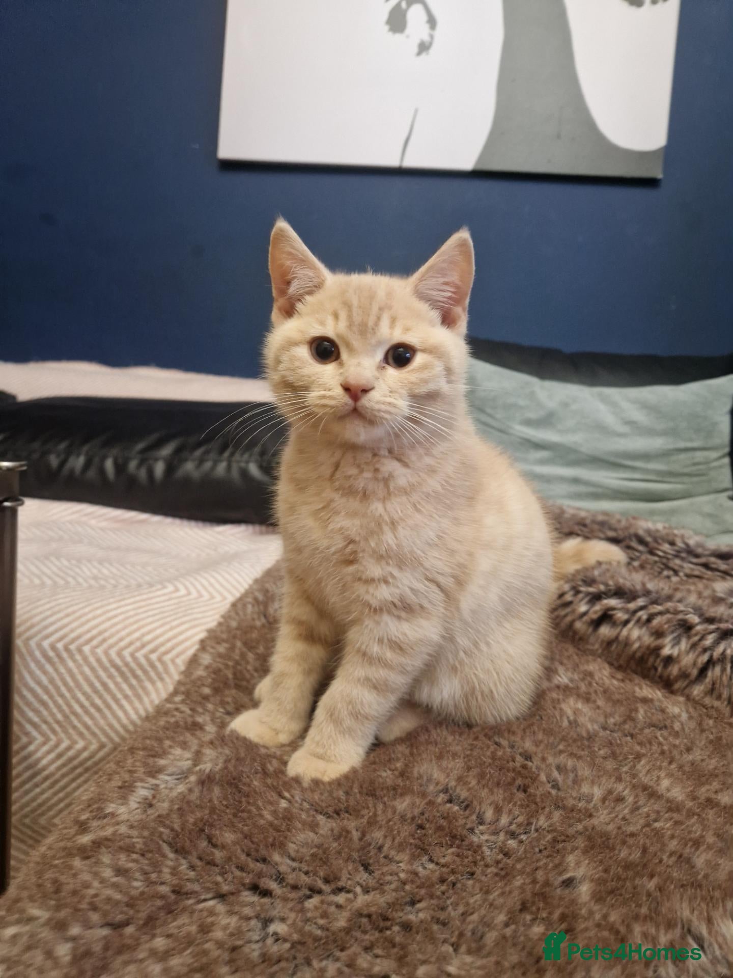 British Shorthair cats ✨ British Shorthair Kittens - Ready Now✨ - Advert 6