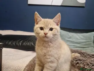 British Shorthair cats ✨ British Shorthair Kittens - Ready Now✨ - Advert 6