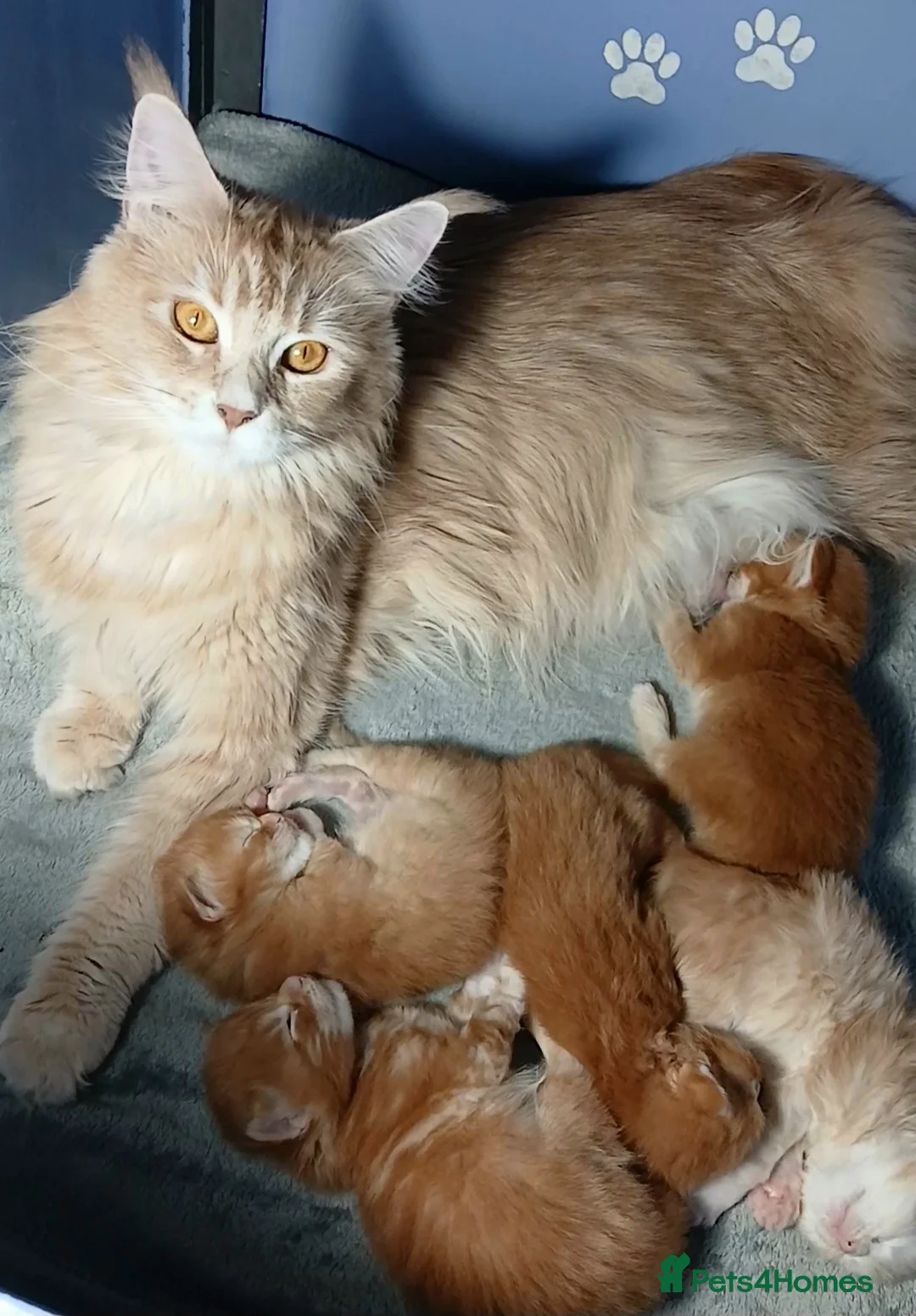 Maine Coon cats for sale: Sweet and Beautiful Pure Breed Maine Coon Kittens - Advert 2