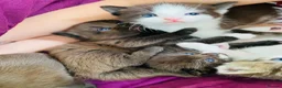 Mixed Breed cats for sale: Five beautiful kittens  - Advert 10
