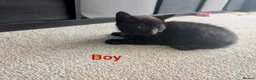 Mixed Breed cats for sale: Scottish straight, turquoise shell adorable 🥰  - Advert 10