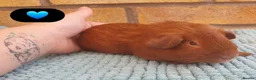 Guinea Pig rodents for sale: Beautiful guinea pigs - Advert 4