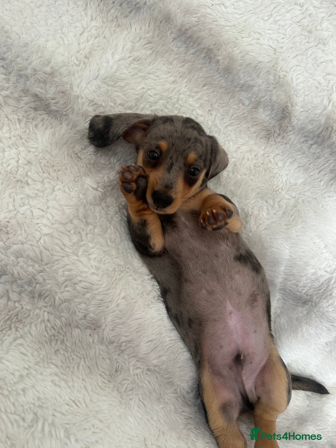 Miniature Dachshund dogs for sale: Miniature Dachshund puppies - Image 4