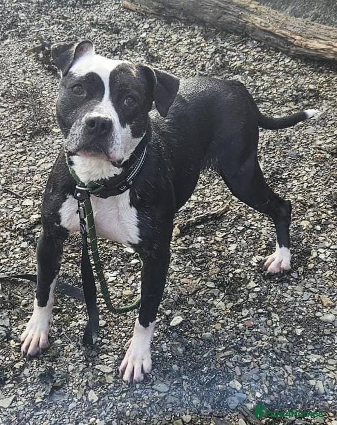 Mixed Breed dogs for adoption: URGENT FOSTER HOME 🏠 🚨 ‼️ 🆘  - Advert 4