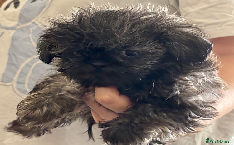 Shih Tzu dogs - Advert 1