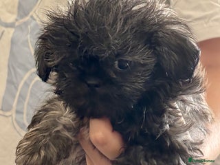 Shih Tzu dogs - Advert 11
