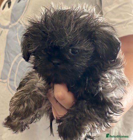 Shih Tzu dogs - Advert 16