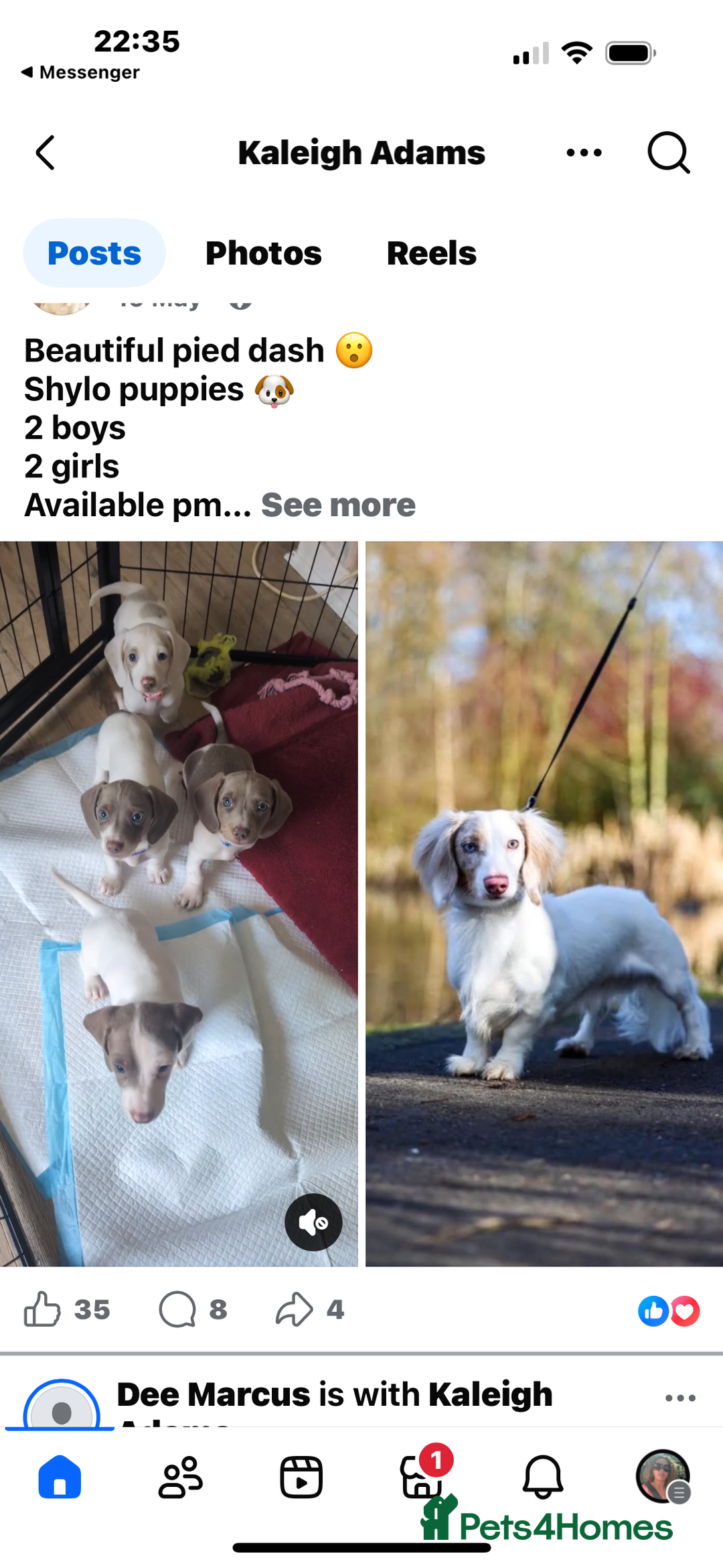 Miniature Dachshund dogs for stud: SHYLO Isabella dapple pied long hair stud  in Liverpool - Advert 18