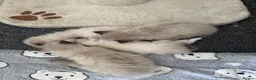 Ragdoll cats for sale: Beautiful sealpoint ragdoll kittens in Cannock - Advert 11