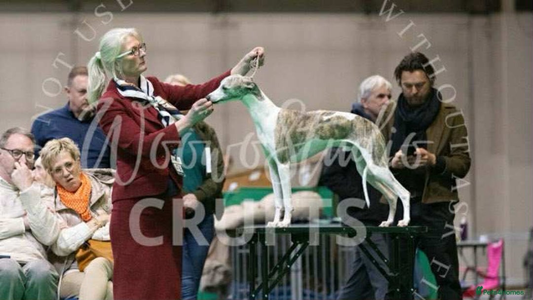 Whippet dogs for sale: Quality KC reg Whippet Puppies - Image 37