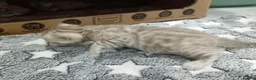 Bengal cats for sale: F6 Tica Reg Bengals - Advert 15