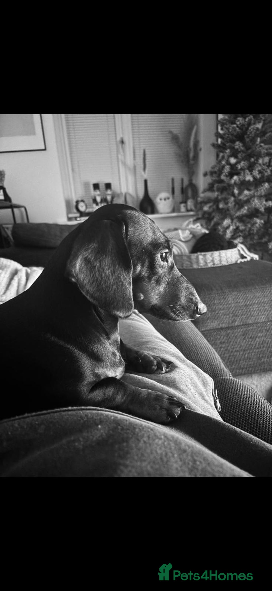 Mixed Breed dogs for sale:  Last 2 girls READY NOW! Rare English Bulldach - Advert 16