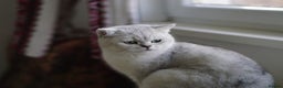 British Shorthair cats for sale: BSH reg kittens, Silver & Gold - Advert 9