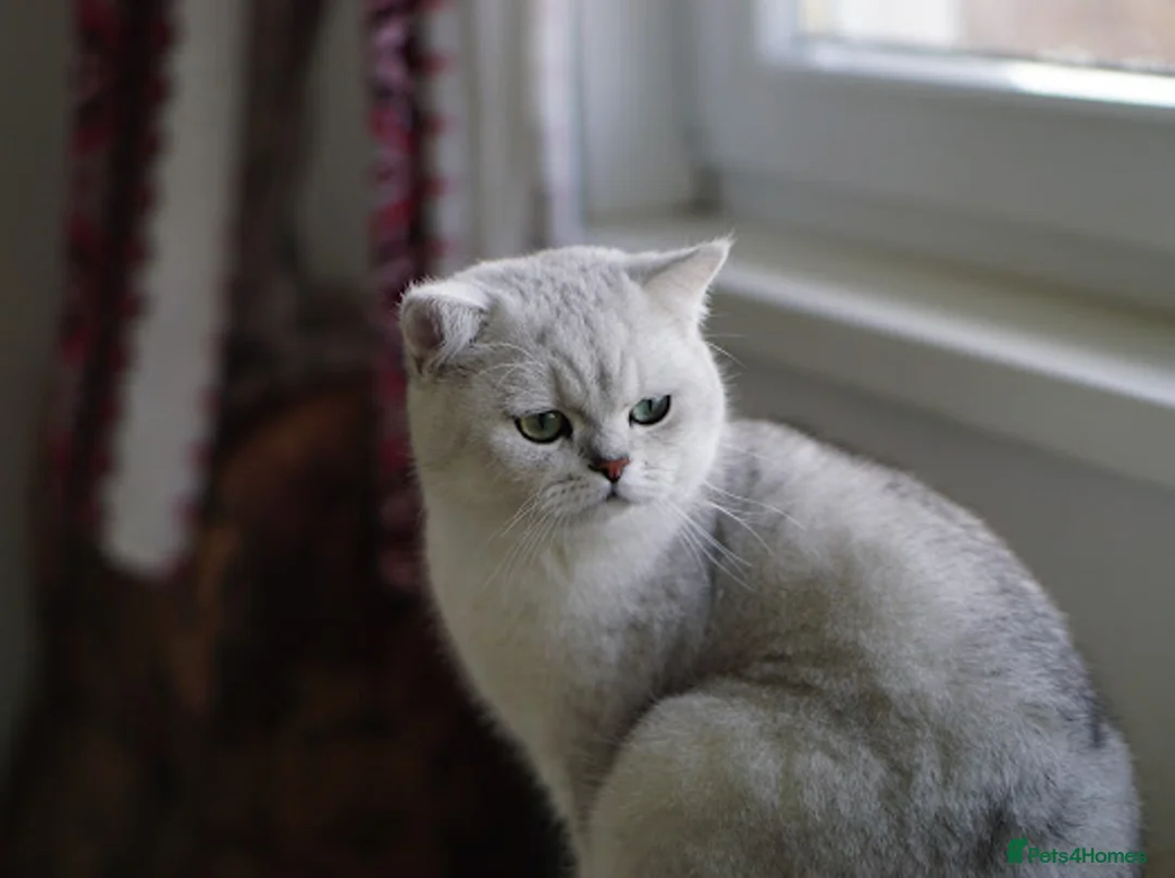 British Shorthair cats for sale: BSH reg kittens, Silver & Gold - Advert 9
