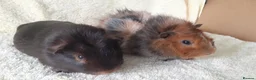 Guinea Pig rodents for sale: Pair of 8wk bonded baby boars  - Advert 2