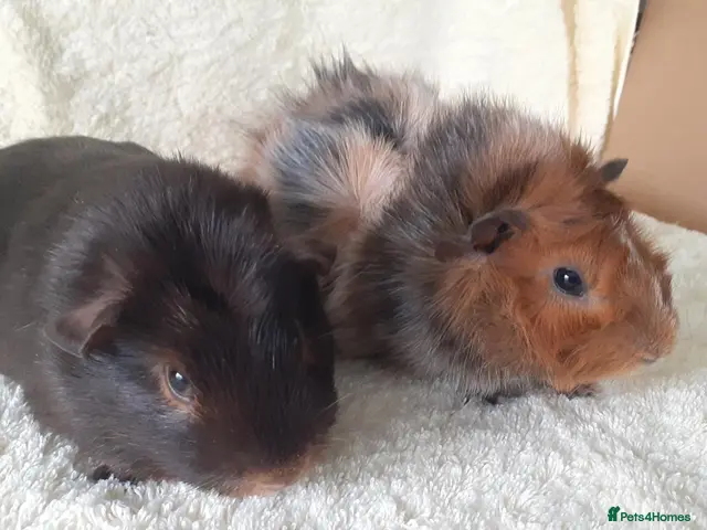 Guinea Pig rodents Pair of 8wk bonded baby boars - Advert 1