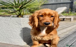 Cocker Spaniel dogs for sale: Cocker spaniel puppy - Image 3