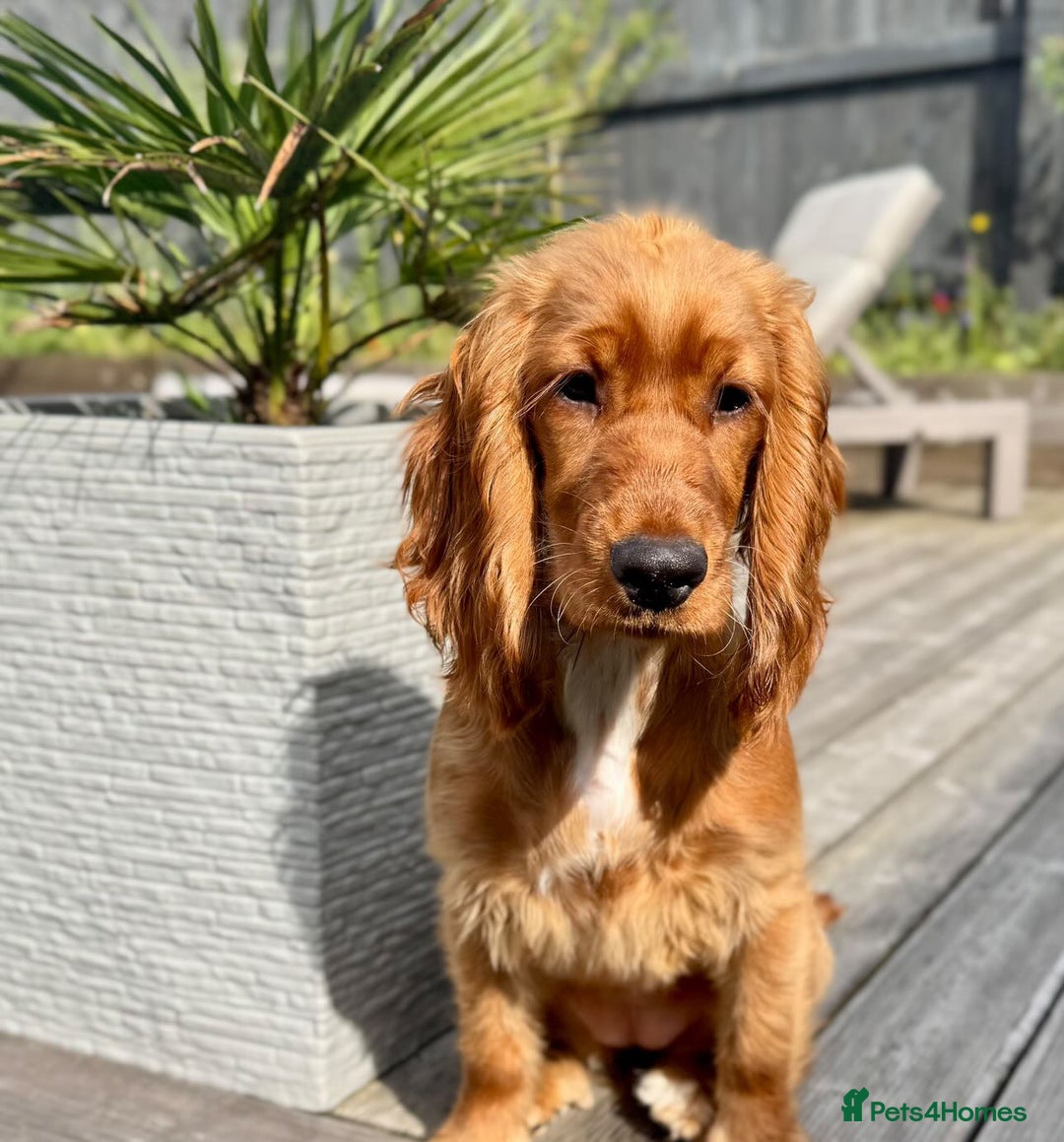 Cocker Spaniel dogs for sale: Cocker spaniel puppy - Image 3