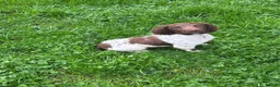 English Springer Spaniel dogs for sale: Kc springer dog pup - Advert 1