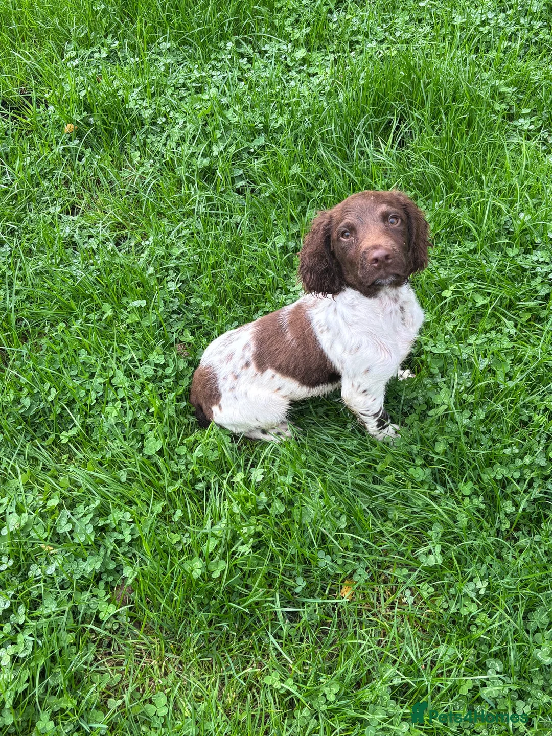 English Springer Spaniel dogs for sale: Kc springer dog pup - Advert 1