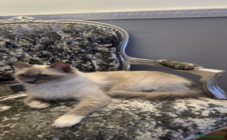 Ragdoll cats - Advert 2