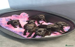 Patterdale Terrier dogs for sale: PATTERDALE PUPS FOR SALE (Nutall lines) - Image 21