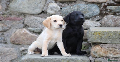 Labrador Retriever dogs - Advert 2