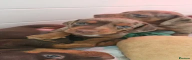 Dachshund Puppy 2