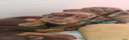 Dachshund dogs for sale: Beautiful minature Dachshund  - Advert 2