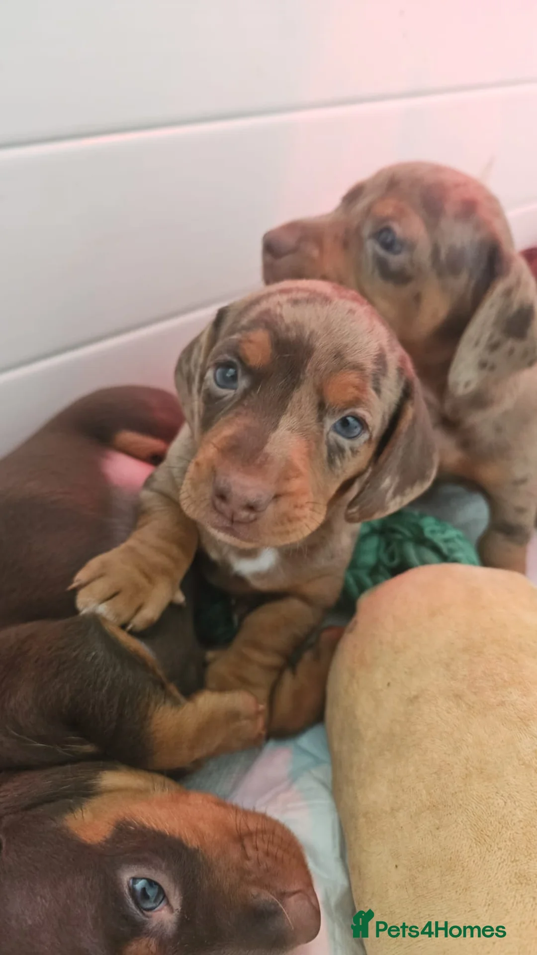 Dachshund dogs for sale: Beautiful minature Dachshund  - Advert 2