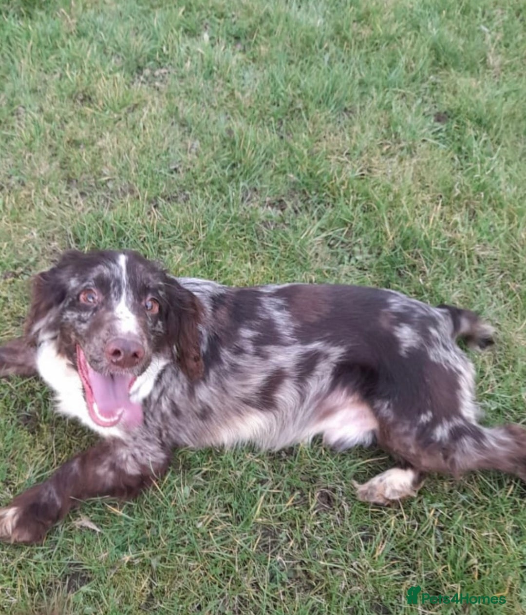 Sprocker dogs for sale: Beautiful sprocker puppies - Advert 13