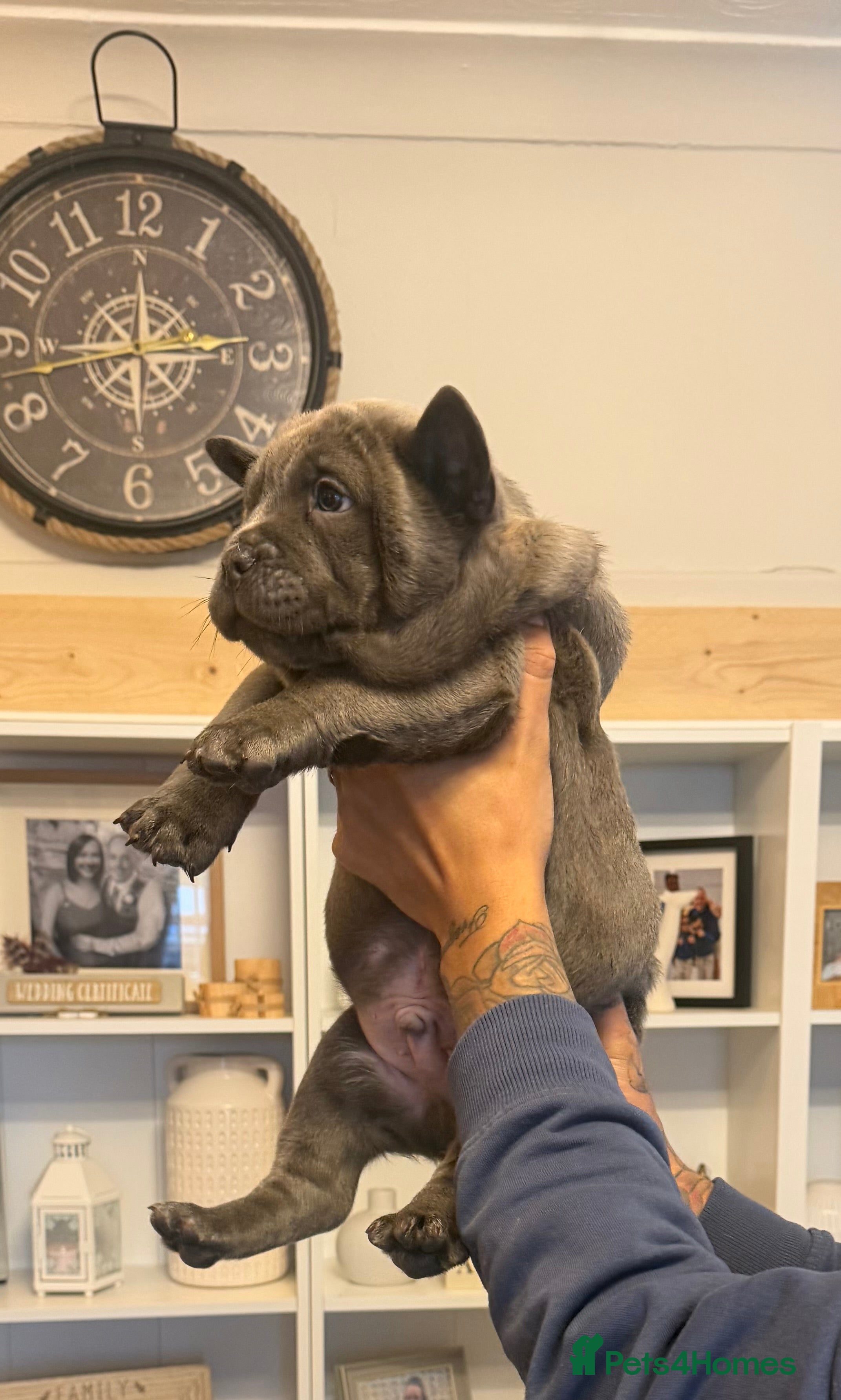 Chow Chow dogs French chows LAST TWO LEFT  - Advert 2