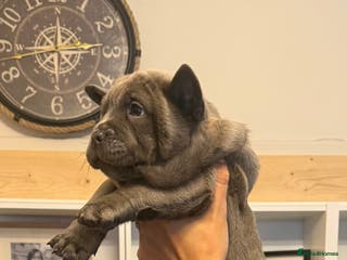 Chow Chow dogs French chows LAST TWO LEFT - Advert 5