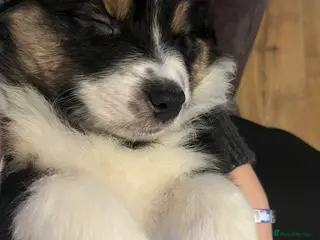 Australian Shepherd dogs Tri Australian Shepherd males Devon - Advert 6