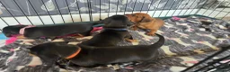 Miniature Dachshund dogs for sale: Minature Dachshund  - Advert 6