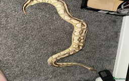 Python Snake reptiles for sale: X3 female ball pythons  - Image 8