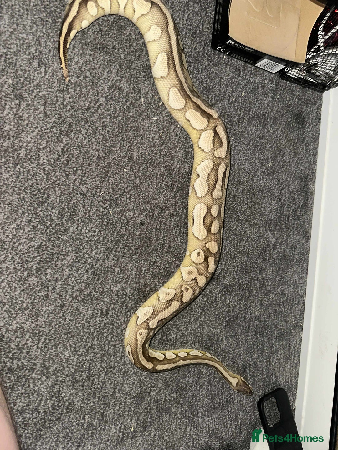 Python Snake reptiles for sale: X3 female ball pythons  - Image 8