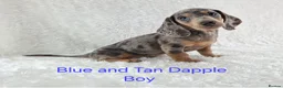 Miniature Dachshund dogs for sale: Stunning Miniature Dachshund Puppies  - Advert 9