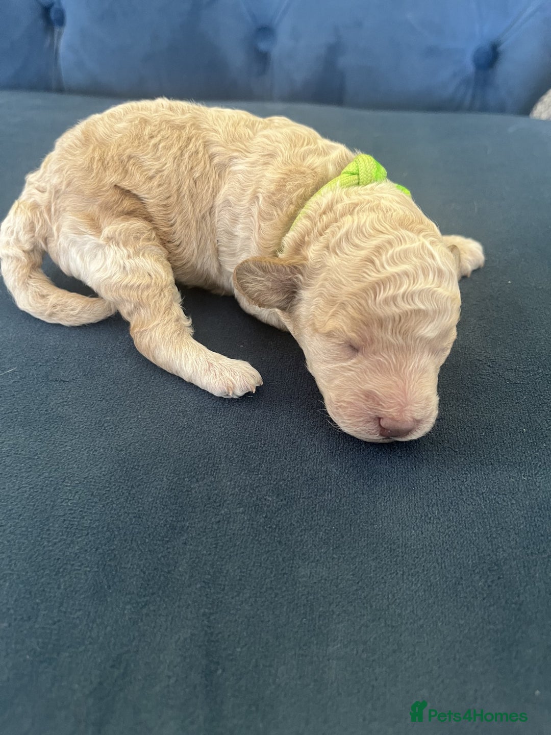 Miniature Poodle dogs for sale: Bred for temperament , health and quality. - Image 25