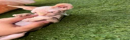 Sphynx cats for sale: Beautiful Sphynx Kittens Available  in Willenhall - Advert 9