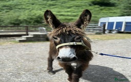 Other Breed horses for sale: Donkey Trio - Looking for a family  - Image 4