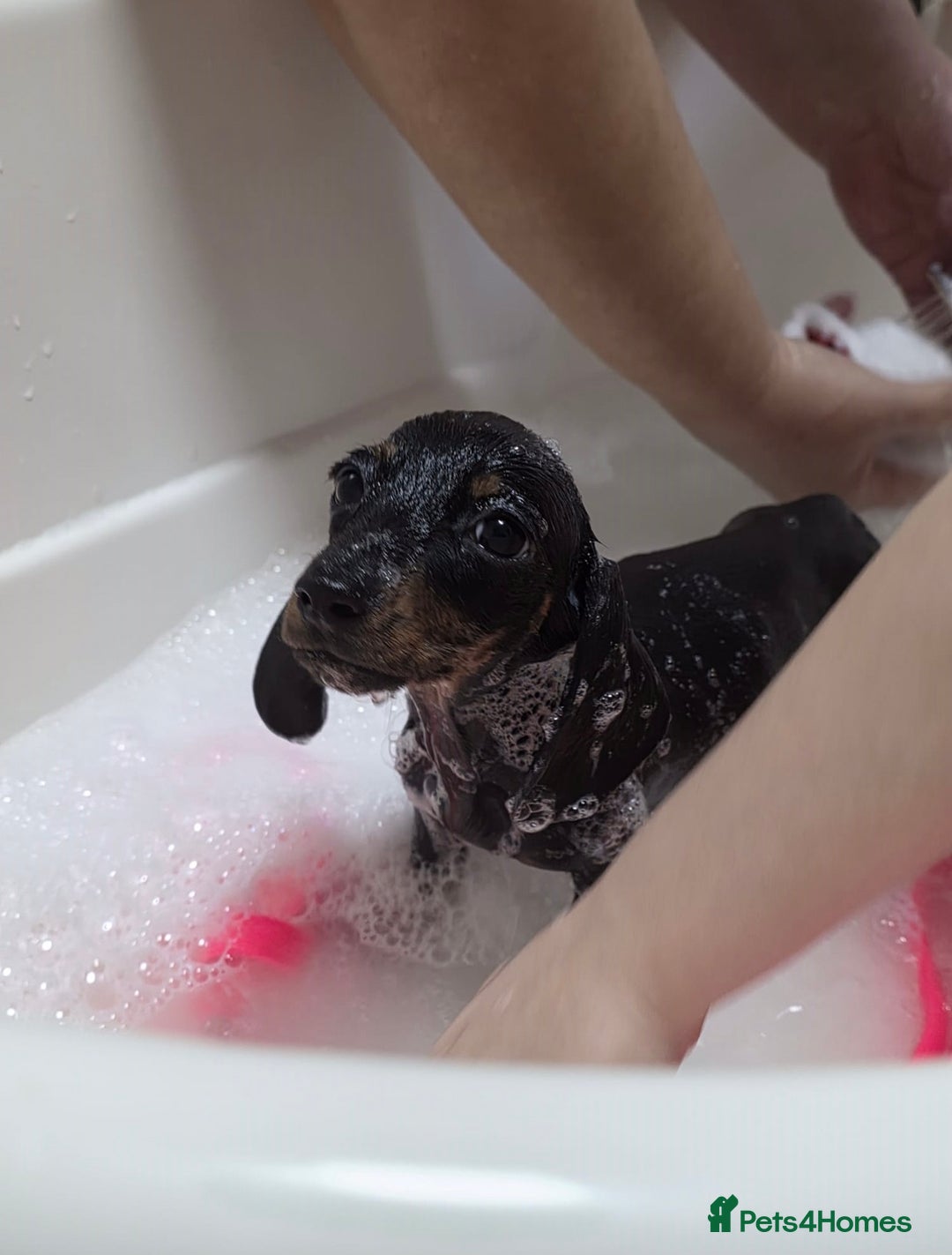 Miniature Dachshund dogs for sale: Last kc girl - Advert 6