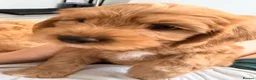 Cavapoo dogs for sale: Cavapoos puppies for sale  - Advert 6