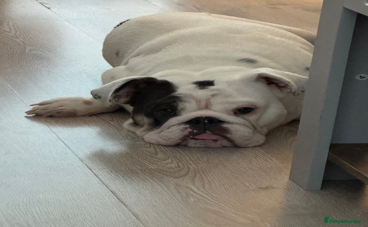 English Bulldog dogs Winnie - Advert 1